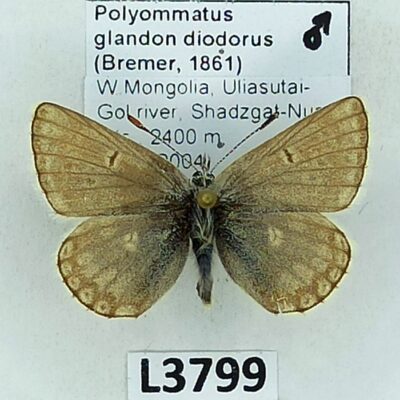 Lycaenidae, Polyommatus glandon diodorus, male, A2-/B, Mongolia