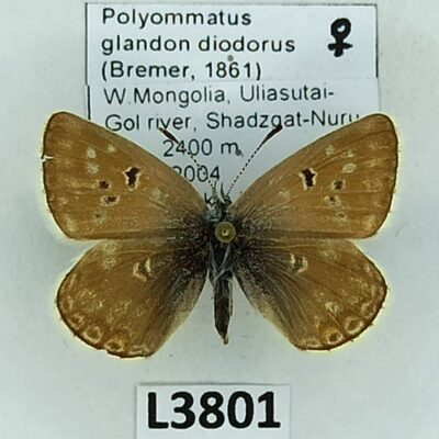 Lycaenidae, Polyommatus glandon diodorus, female, A2-, Mongolia