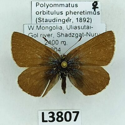 Lycaenidae, Polyommatus orbitulus pheretimus, female, B, Mongolia