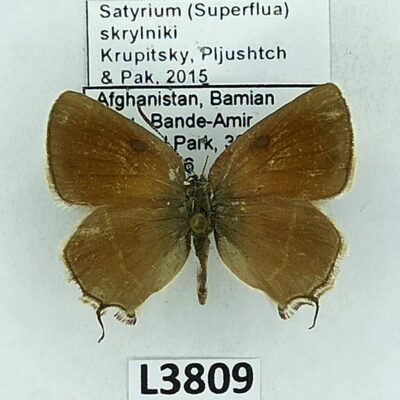 Lycaenidae, Satyrium (Superflua) skrylniki, male, A2-, Afghanistan