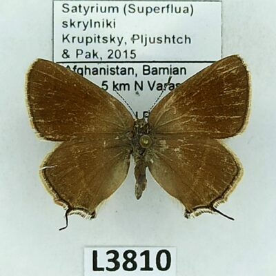 Lycaenidae, Satyrium (Superflua) skrylniki, female, A2-/B, Afghanistan