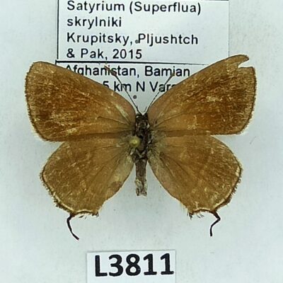 Lycaenidae, Satyrium (Superflua) skrylniki, female, B, Afghanistan