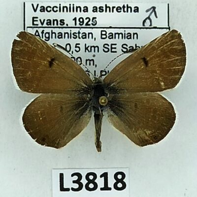 Lycaenidae, Vacciniina ashretha, male, A2-/B, Afghanistan