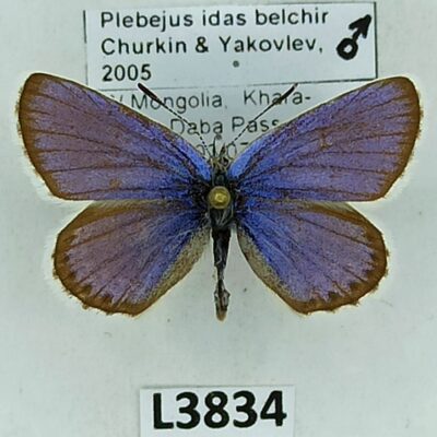 Lycaenidae, Plebejus idas belchir, male, A-, Mongolia