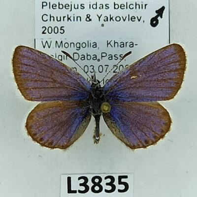 Lycaenidae, Plebejus idas belchir, male, A2-, Mongolia