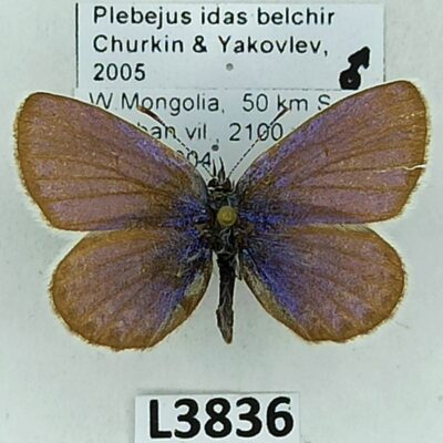 Lycaenidae, Plebejus idas belchir, male, B, Mongolia