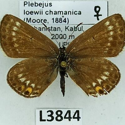 Lycaenidae, Plebejus loewii chamanica, female, B, Afghanistan