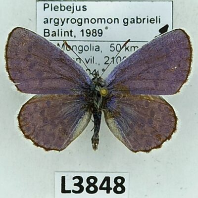 Lycaenidae, Plebejus argyrognomon gabrieli, male, A1-/A2-, Mongolia