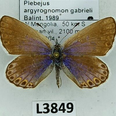 Lycaenidae, Plebejus argyrognomon gabrieli, female, A1-/A2-, Mongolia