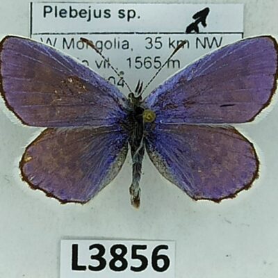 Lycaenidae, Plebejus sp., male, A1-/A2-, Mongolia
