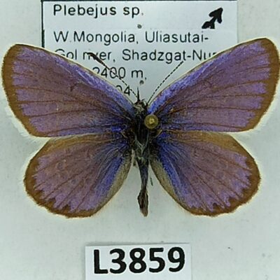 Lycaenidae, Plebejus sp., male, A2-, Mongolia