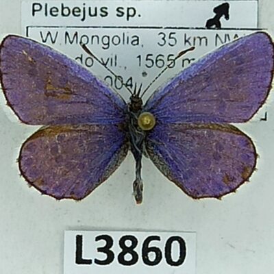 Lycaenidae, Plebejus sp., male, A2-, Mongolia