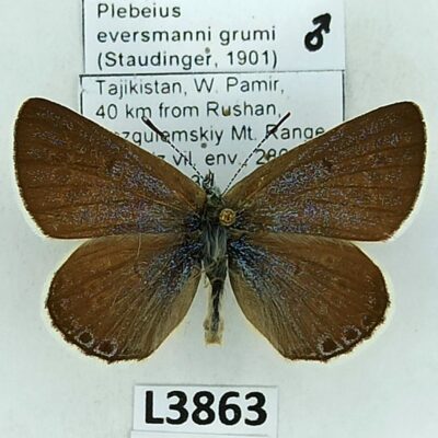 Lycaenidae, Plebejus eversmanni grumi, male, A1, Tajikistan