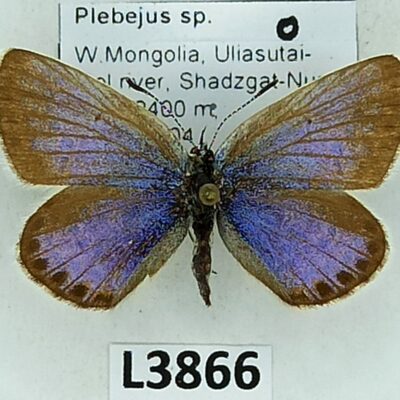 Lycaenidae, Plebejus sp., female, A1-/A2-, Mongolia