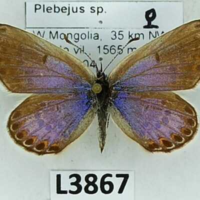 Lycaenidae, Plebejus sp., female, A2-, Mongolia