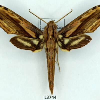 Sphingidae, Xylophanes guianensis, male, A2-, Peru