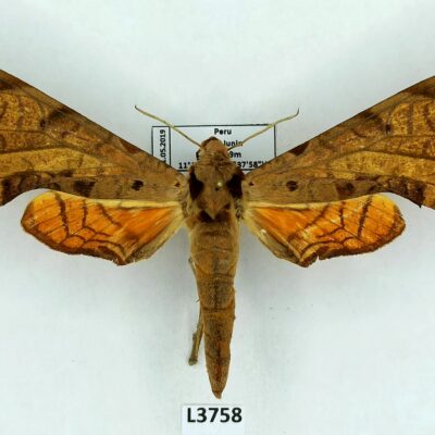 Sphingidae, Protambulyx strigilis, female, A1-/A2-, Peru