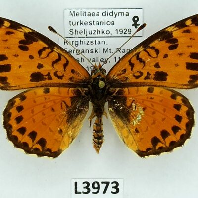 Nymphalidae, Melitaea didyma turkestanica, female, A1-/A2-, Kyrgyzstan