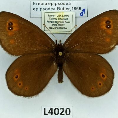 Nymphalidae, Satyrinae, Erebia epipsodea epipsodea, male, A2-/B, USA
