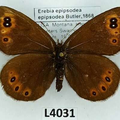 Nymphalidae, Satyrinae, Erebia epipsodea epipsodea, female, A2-/B, USA
