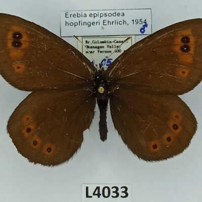 Nymphalidae, Satyrinae, Erebia epipsodea hopfingeri, male, A-, Canada