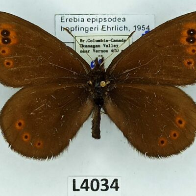 Nymphalidae, Satyrinae, Erebia epipsodea hopfingeri, male, A-, Canada