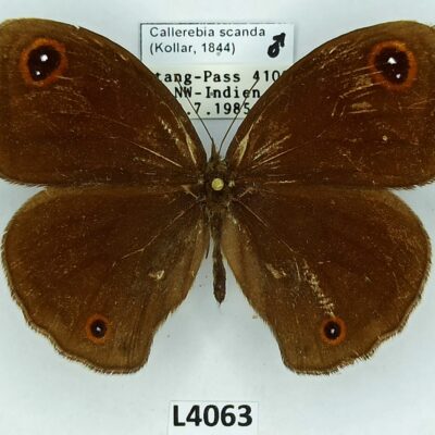 Nymphalidae, Satyrinae, Callerebia scanda, male, A2-, India