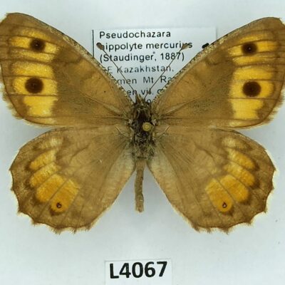 Nymphalidae, Satyrinae, Pseudochazara hippolyte mercurius, male, A1-, Kazakhstan