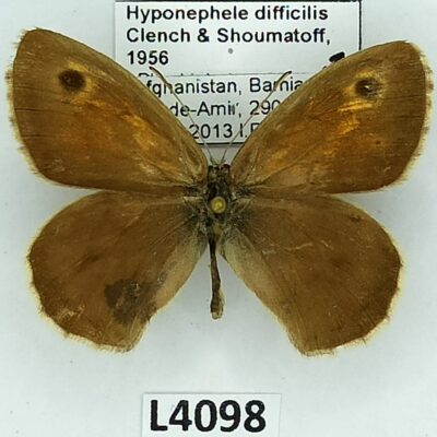 Nymphalidae, Satyrinae, Hyponephele difficilis, male, A2-/B, Afghanistan