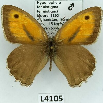 Nymphalidae, Satyrinae, Hyponephele tenuistigma, male, A2-, Afghanistan