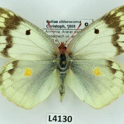 Pieridae, Colias chlorocoma, female, A2-, Armenia