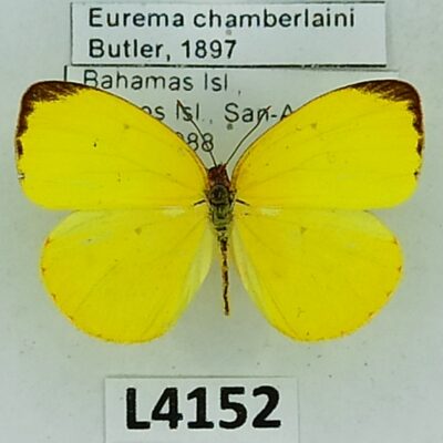 Pieridae, Eurema chamberlaini, A1, Bahamas Islands, RARE