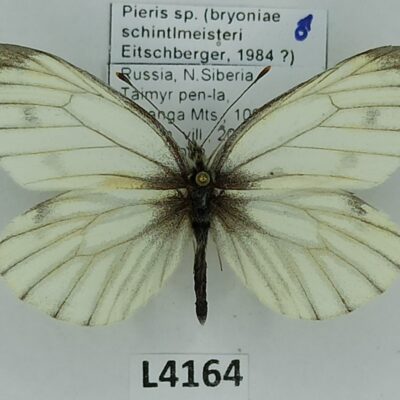 Pieridae, Pieris sp. (bryoniae schintlmeisteri?), male, A1-, Russia, Siberia