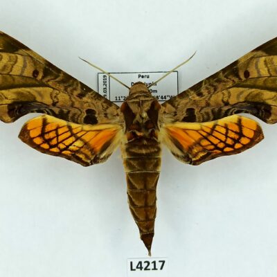 Sphingidae, Protambulyx euryalus, male, A1-, Peru