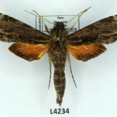 Sphingidae, Erinnyis oenotrus, male, A2-, Peru