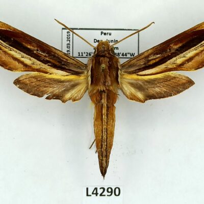Sphingidae, Xylophanes pyrrhus, male, A2-/B, Peru