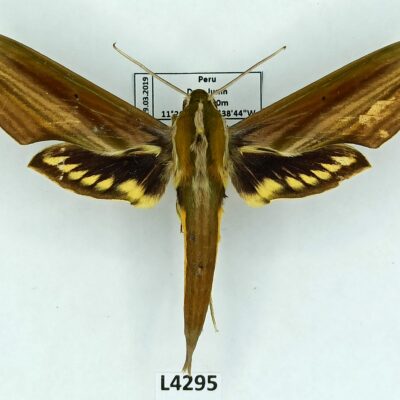 Sphingidae, Xylophanes resta, male, A1-/A2-, Peru