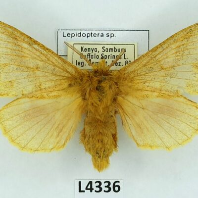 Lepidoptera sp., A1/A1-, Kenya