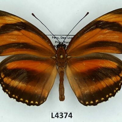 Nymphalidae, Heliconiinae, Dryadula phaetusa, female, A-, Peru