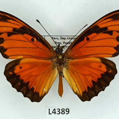 Nymphalidae, Heliconiinae, Agraulis vanillae lucina, male, A1-, Peru