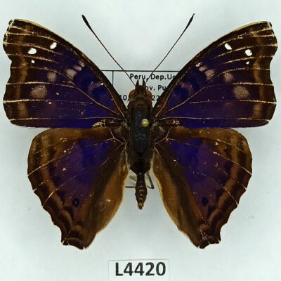 Nymphalidae, Doxocopa agathina, male, A1-/A2-, Peru