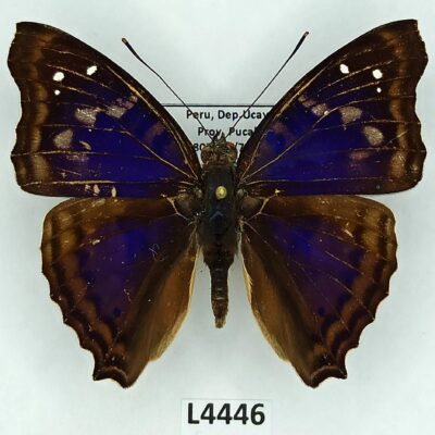 Nymphalidae, Doxocopa agathina, male, A1-, Peru