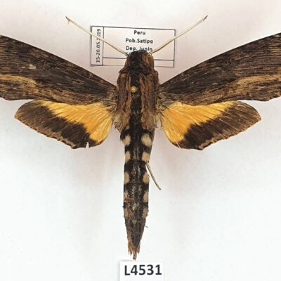 Sphingidae, Erinnyis alope, female, A1-/A2-, Peru