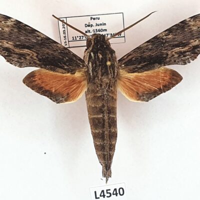 Sphingidae, Erinnyis oenotrus, male, A2-, Peru