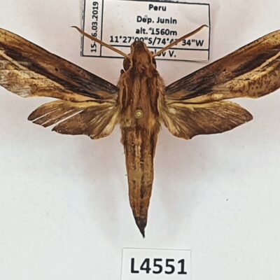 Sphingidae, Xylophanes pyrrhus, male, B, Peru