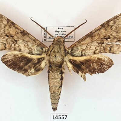 Sphingidae, Manduca florestan, male, B, Peru