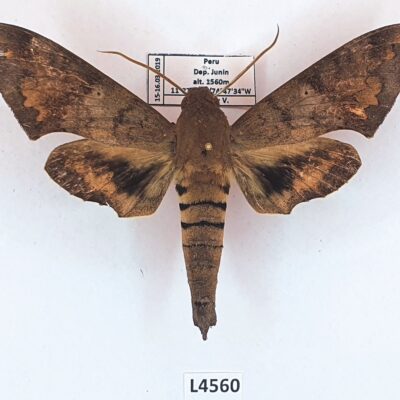 Sphingidae, Pachylioides resumens, male, A2-/B, Peru