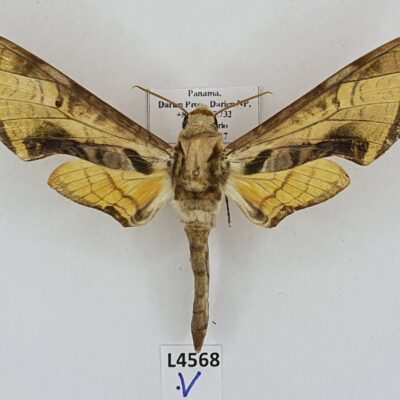 Sphingidae, Protambulyx goeldii, male, A2-, Panama