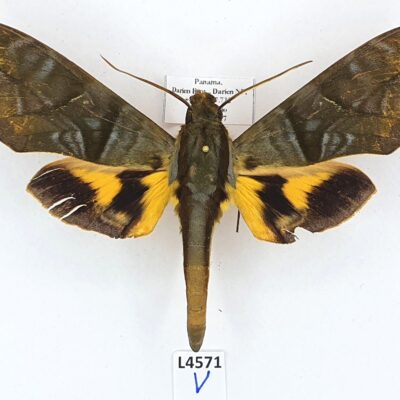 Sphingidae, Eumorpha phorbas, male, A2-/B, Panama