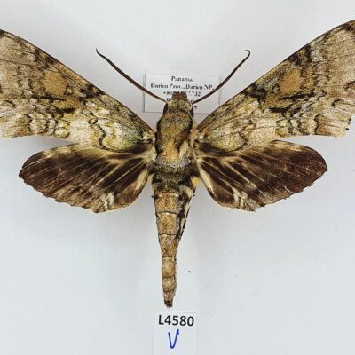 Sphingidae, Manduca florestan, male, A2-, Panama